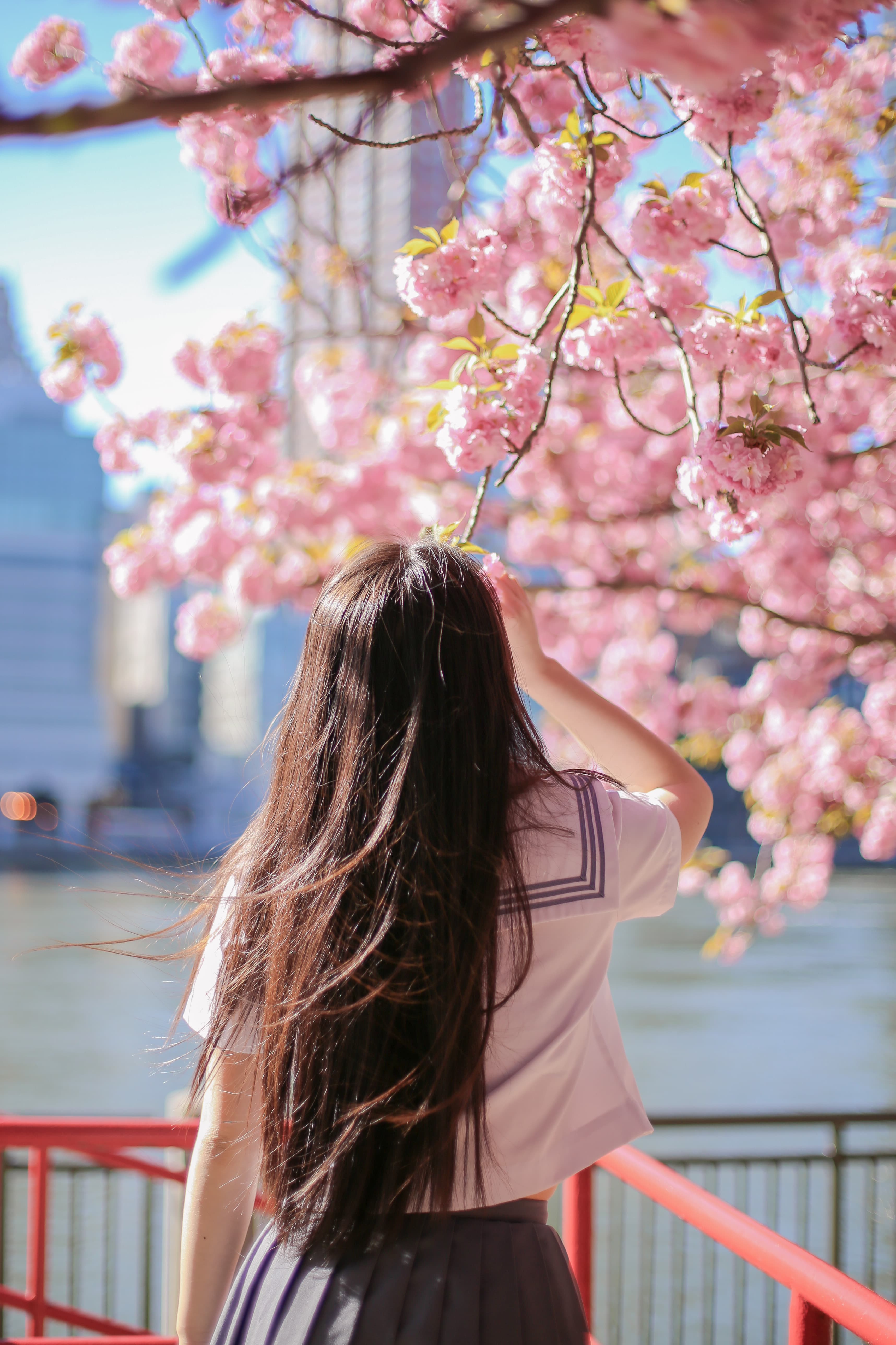 spring light — cherry blossoms