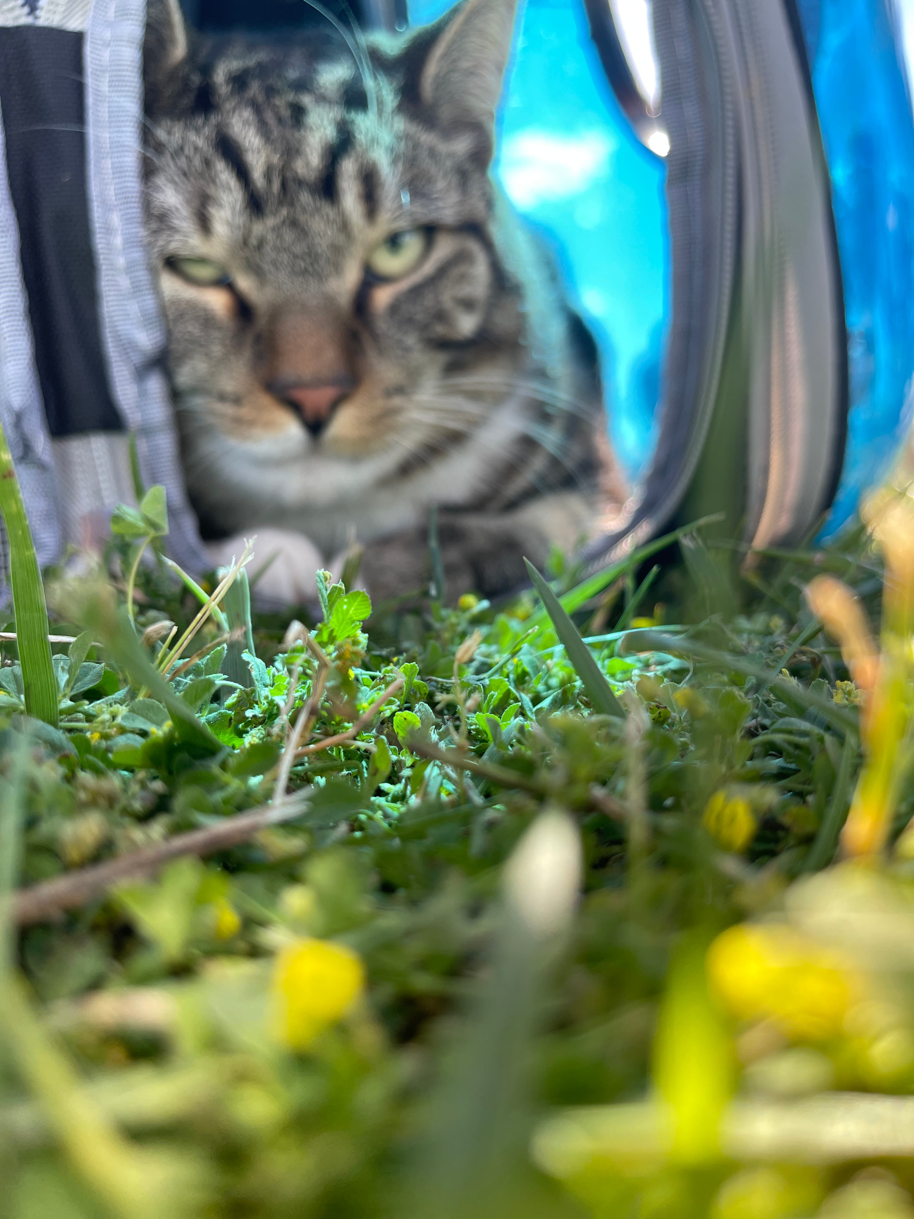 cat~